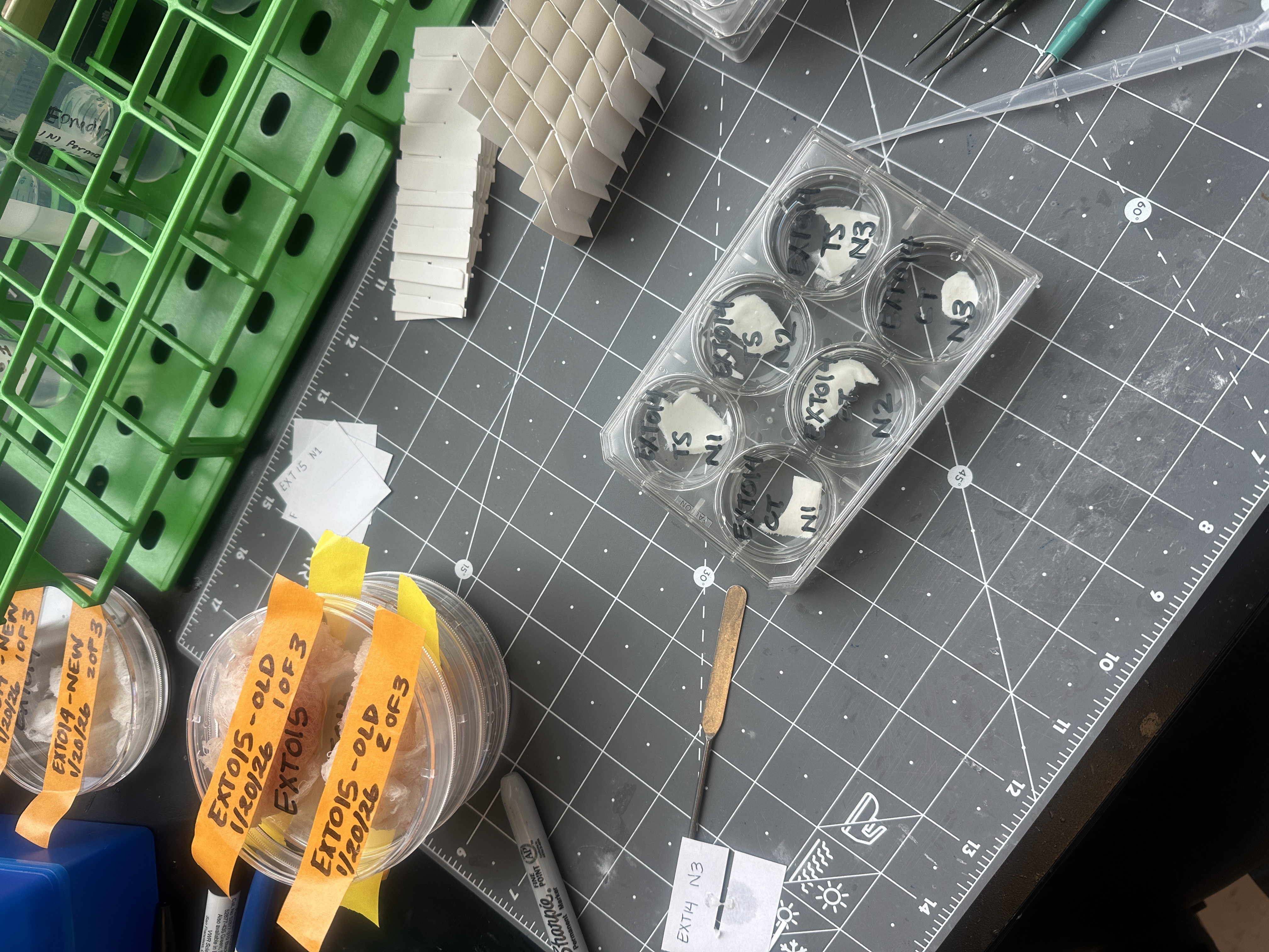 Extearna allograft material testing